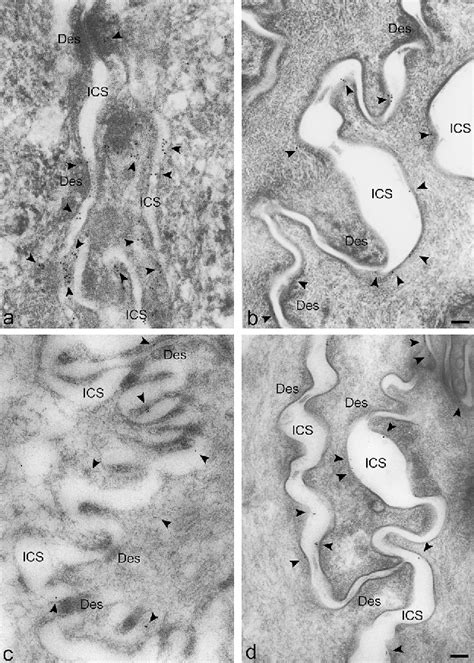 Figure 3 From Expression And Localization Of Aqua Glyceroporins AQP3