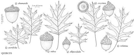 Quercus Coccinea FNA