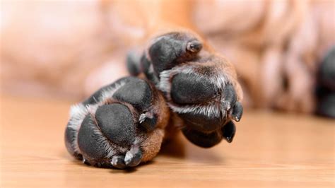 Hongos En Las Almohadillas De Los Perros Causas Y Tratamiento