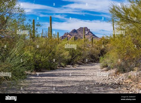 Pinkley Peak Red Tanks Trail Organ Pipe Cactus National Monument