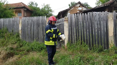 Video Pompierii Doljeni Chema I S Salveze Un Pui De Barz