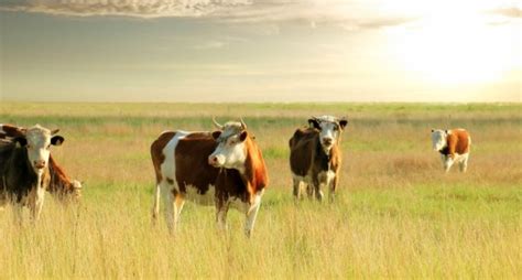 Cows and Heifers: Do You Know the Difference Between the Two?