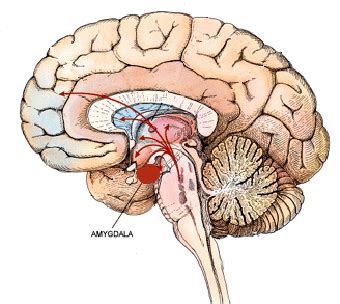 October Emotion Brain Behavior Laboratory