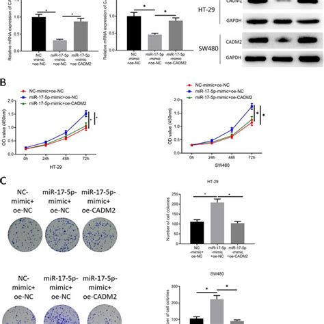 Mir 17 5p Facilitates The Tumor Promoting Colon Cancer Cell Phenotypes