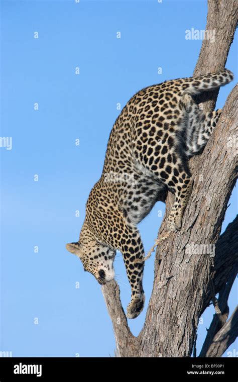 Female African Leopard Panthera Pardus Climbing Down A Tree Masai