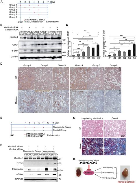 Kindlin 2 Inhibits The Hippo Signaling Pathway By Promoting Degradation