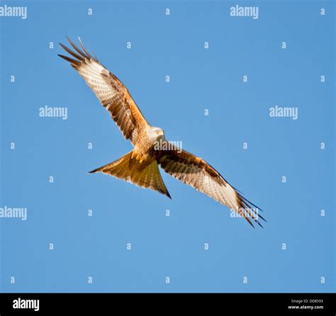 Red Kite in flight Stock Photo - Alamy