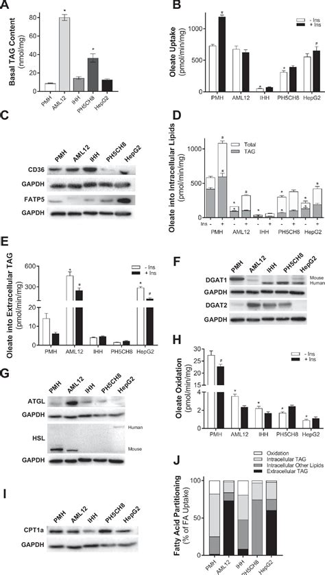 Figure From Lipid And Glucose Metabolism In Hepatocyte Cell Lines And