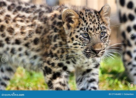 Close Up Of Cute Baby Amur Leopard Cub Stock Photo Image Of