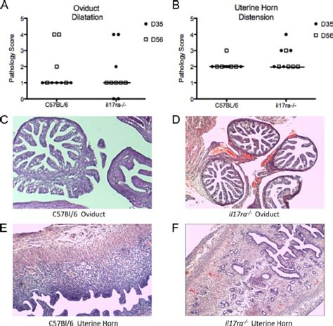 Il17ra Ϫ Ϫ Mice Do Not Exhibit Enhanced Genital Tract Pathology