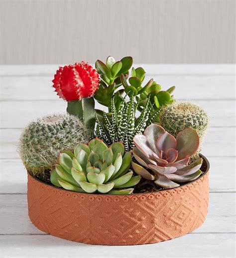 Cactus Dish Garden | 1800flowers.com