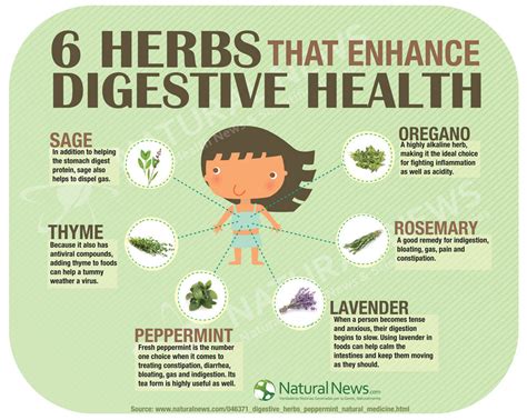 6 Herbs That Enhance Digestive Health