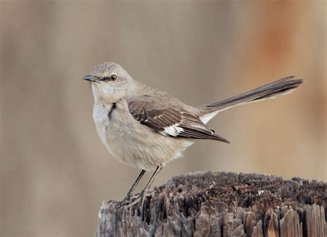 Living On Earth Birdnote® Mockingbird