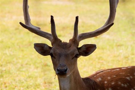 Free Images Forest Wildlife Wild Horn Grazing Close Fauna