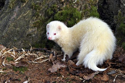 Ferret - Stock Image - C002/7425 - Science Photo Library