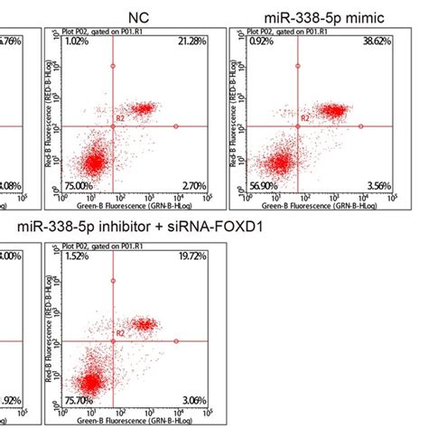 Overexpressed Mir P Or Sirna Foxd Inhibits Cell Apoptosis