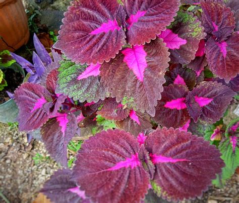 Plantas Ornamentales De Coleus Cultivadas En El Patio Foto De Archivo