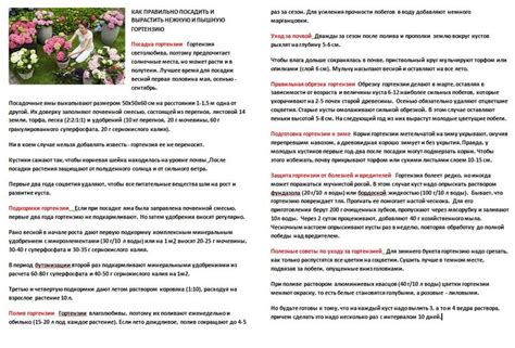 КАК ПРАВИЛЬНО ПОСАДИТЬ И ВЫРАСТИТЬ НЕЖНУЮ И ПЫШНУЮ ГОРТЕНЗИЮ | Shopping ...