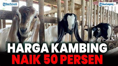 Jelang Idul Adha Harga Kambing Di Lampung Barat Naik 50 Persen YouTube