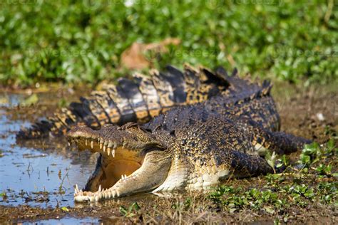 Australian Saltwater Crocodile 761159 Stock Photo at Vecteezy