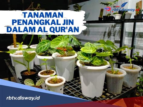 Konon Katanya 5 Tanaman Ini Untuk Penangkal Jin Dan Ditakuti Setan Yang