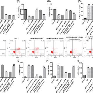 Lncrna Neat Targets Mir P To Regulate The Cell Damage And