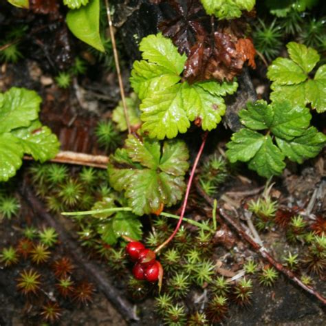 Strawberryleaf Raspberry (Rubus Pedatus) Plant Care & How to Grow, Water