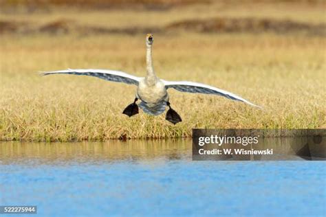 385 Swan Landing Stock Photos High Res Pictures And Images Getty Images