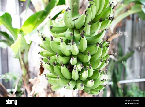 Bunch Of Green Bananas On A Banana Tree Banana Plant Growing Bananas