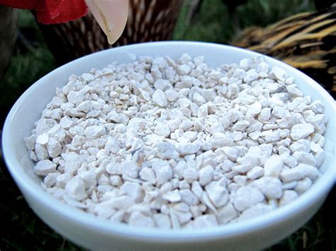 Oyster Shells For Chickens For Strong Eggshells Hobby Farms