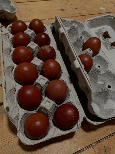 Black Copper Marans Hatching Eggs - Wheaton Mountain Farm