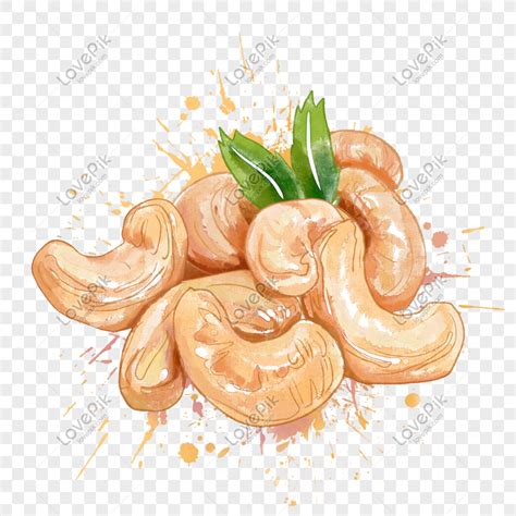 Cashew Nut Watercolor Hand Painting Watercolor Preserved Fruit PNG