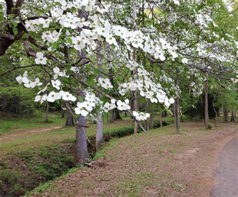 Texas Dogwood Trails Celebration Begins Next Week The Messenger News