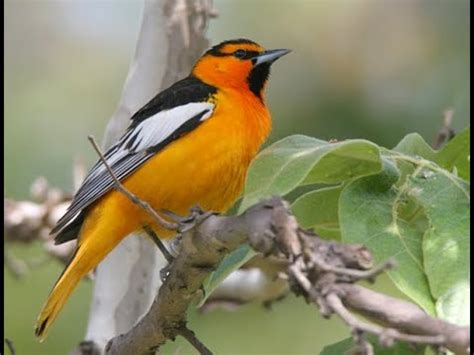 BALTIMORE ORIOLE SONG SOUNDS AND CALL YouTube