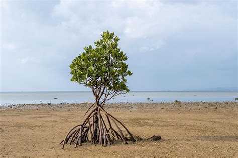 Single mangrove tree on the beach in Ishigaki island, Japan 6972798