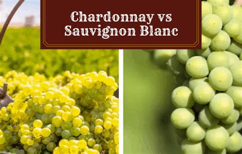 Chardonnay vs. Sauvignon Blanc: With My Personal Recommendations - Vino ...