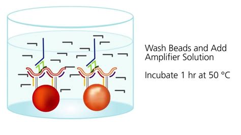 Quantigene Plex Assay Workflow Thermo Fisher Scientific