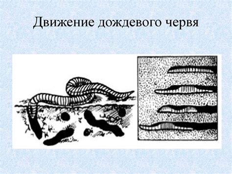 Общая характеристика типа Кольчатые черви на примере дождевого червя ...