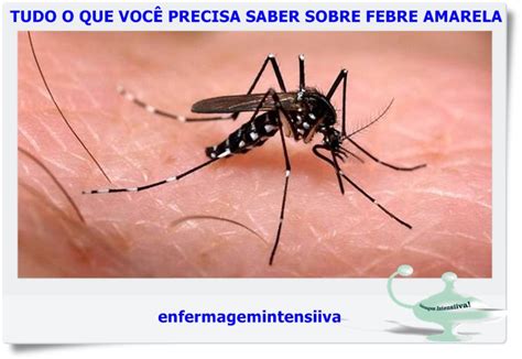 Enfermagem atualizada TUDO O QUE VOCÊ PRECISA SABER SOBRE FEBRE AMARELA