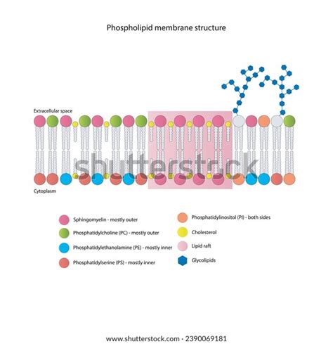 Diagrams Showing Schematic Structure Cytoplasmatic Membrane Stock