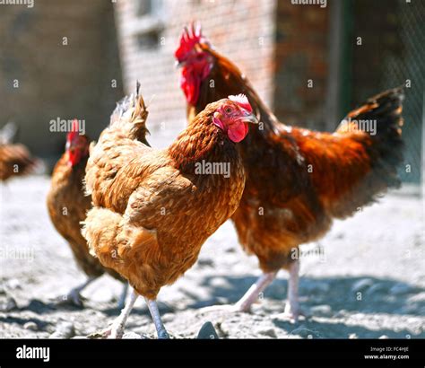 Chickens On Traditional Free Range Poultry Farm Stock Photo Alamy