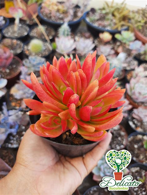 Crassula Capitella Campfire Colônia Pote 11 Suculentas Delicato