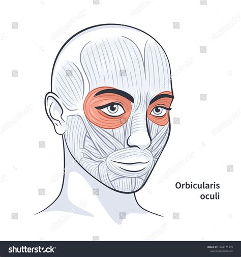 orbicularis oculi muscle