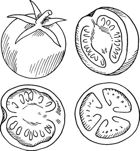 Tomates Vector Premium