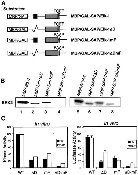 Selective Targeting Of Mapks To The Ets Domain Transcription Factor Sap