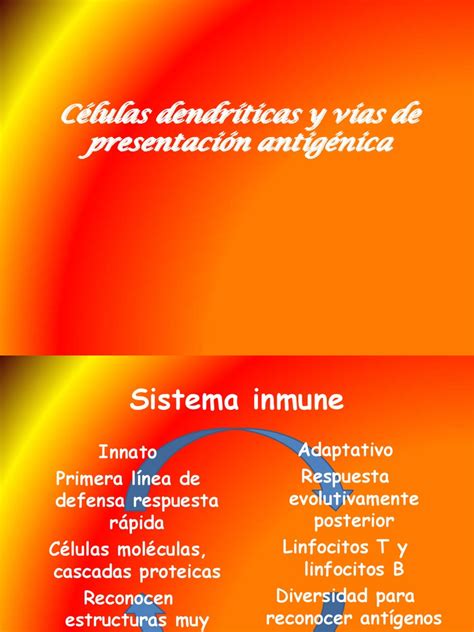 celulas dendriticas | Célula dendrítica | Linfocito