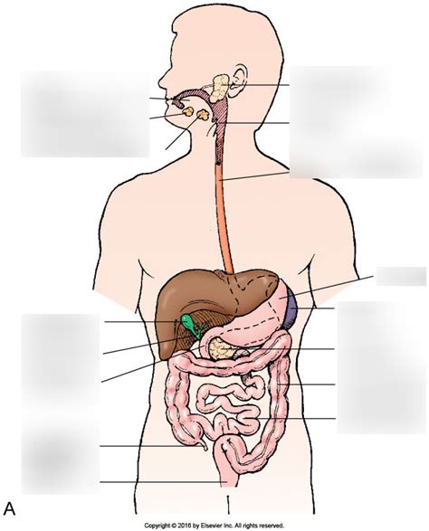 Alimentary Canal And Accessory Organs Diagram Quizlet