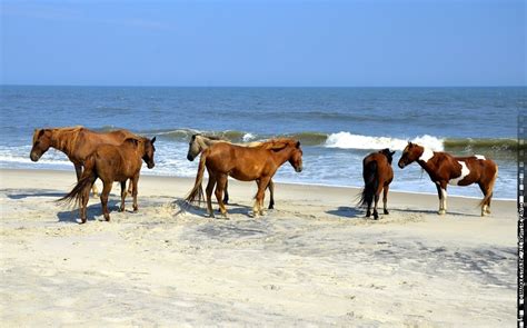 Assateague State Park Tours Book Now Expedia