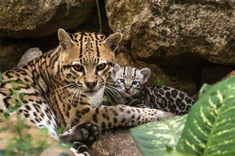 Felino extinto reaparece en Argentina Regeneración