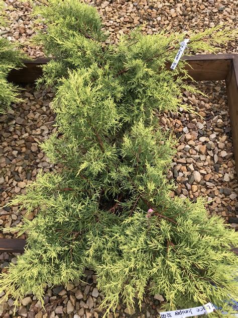 Gold Lace Juniper Juniperus Chinensis Gold Lace Huckleberry